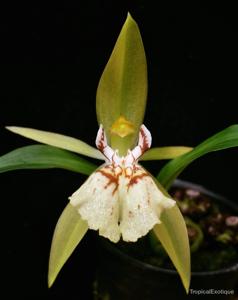 Coelogyne schilleriana