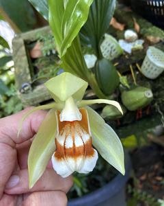Coelogyne septemcostata