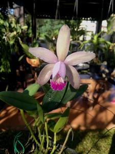 Cattleya intermedia