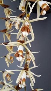 Coelogyne pulverula