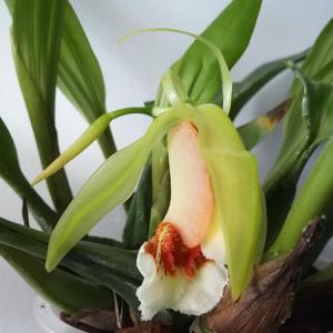 Coelogyne speciosa