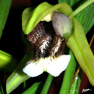 Coelogyne speciosa