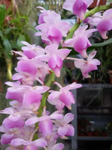 Aerides quinquevulnera