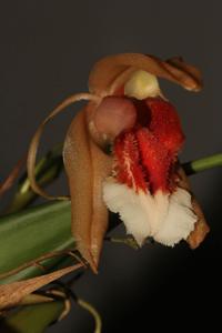 Coelogyne speciosa subsp. incarnata