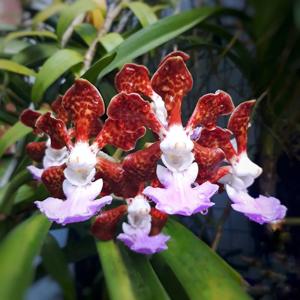 Vanda insignis