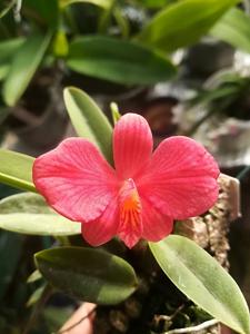 Cattleya wittigiana