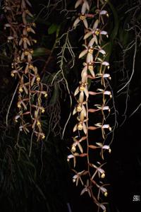 Coelogyne tomentosa