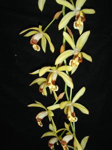 Coelogyne tomentosa