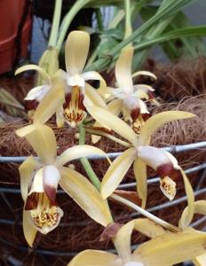 Coelogyne tomentosa