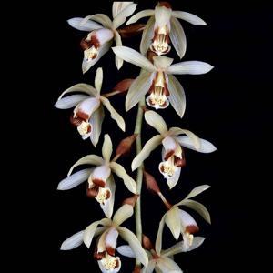 Coelogyne tomentosa