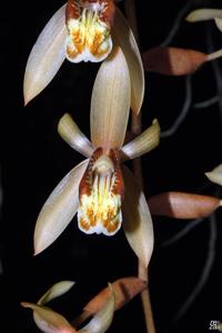 Coelogyne tomentosa