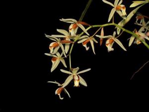 Coelogyne trinervis