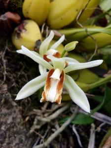 Coelogyne trinervis