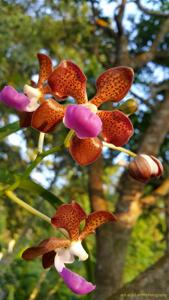 Vanda insignis