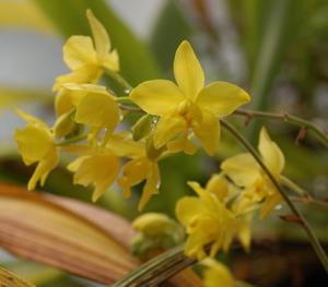 Spathoglottis vanoverberghii