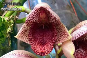 Catasetum denticulatum