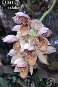 Catasetum denticulatum