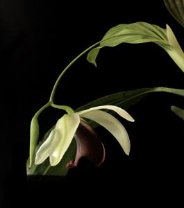 Coelogyne usitana