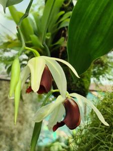 Coelogyne usitana