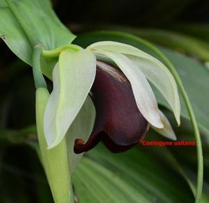 Coelogyne usitana