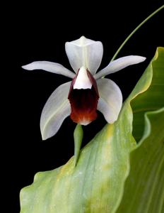 Coelogyne usitana