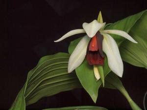 Coelogyne usitana