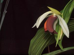 Coelogyne usitana