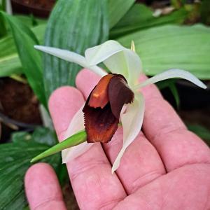 Coelogyne usitana