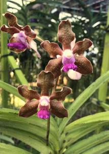 Vanda tessellata