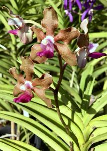 Vanda tessellata