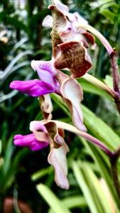 Vanda tessellata