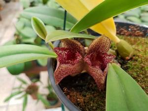 Bulbophyllum agastor