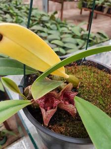 Bulbophyllum agastor