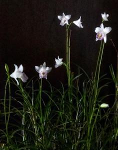 Arundina graminifolia subsp. caespitosa