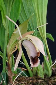 Coelogyne xyrekes