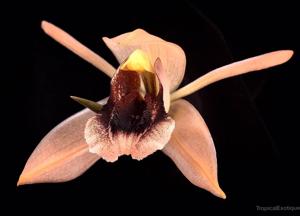 Coelogyne xyrekes