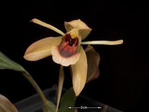 Coelogyne xyrekes