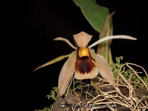 Coelogyne xyrekes