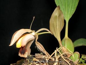 Coelogyne xyrekes