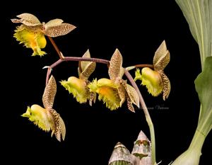 Catasetum fimbriatum