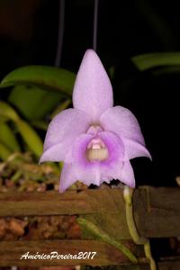 Cattleya alaorii