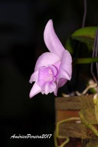 Cattleya alaorii