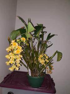 Dendrobium densiflorum