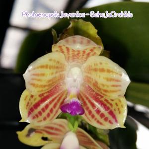 Phalaenopsis javanica