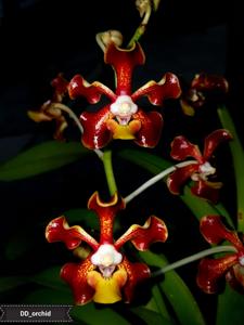 Vanda merrillii