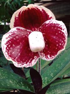 Paphiopedilum godefroyae