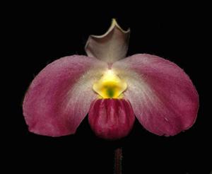 Paphiopedilum vietnamense