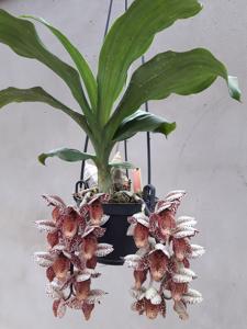 Catasetum denticulatum