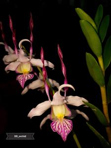 Dendrobium leporinum