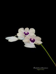 Dendrobium williamsianum